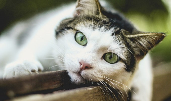 Toxic to Cats: What to avoid?